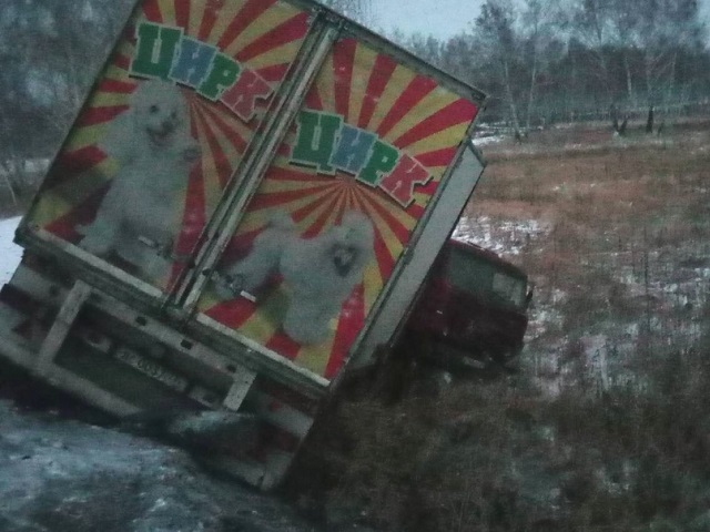 На трассе Челябинск-Новосибирск перевернулся фургон с цирковыми животными. Звери погибли