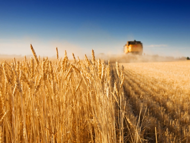 Путин ожидает рекордного урожая зерна в этом году