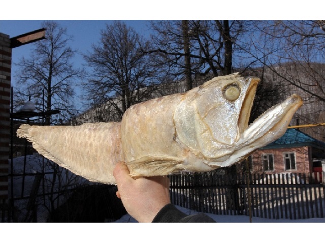 Рыба Мороз Зеркальная Фото