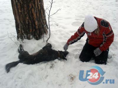 В поселке Тургояк собак расстреляли дротиками с ядом 
