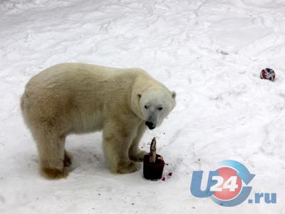 В зоопарке Челябинска отметили День полярного медведя