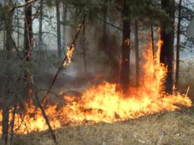 В Челябинской области начали гореть леса