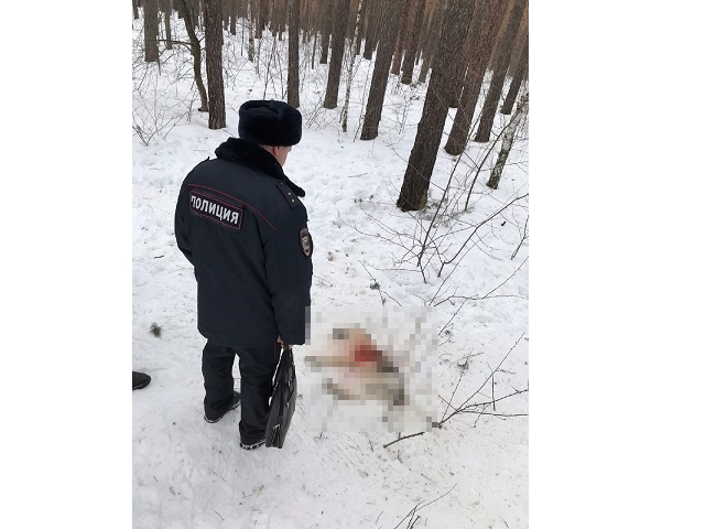 На Южном Урале неизвестный расстрелял бездомных собак в парке 