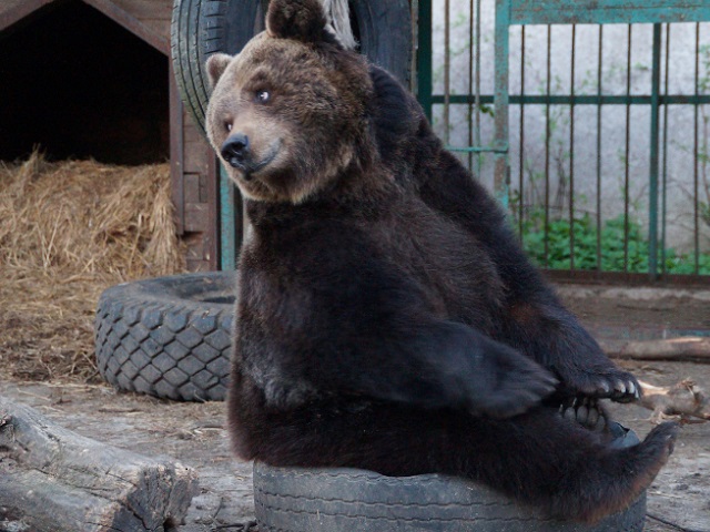 Кокетливая медведица покорила сердца пользователей Сети