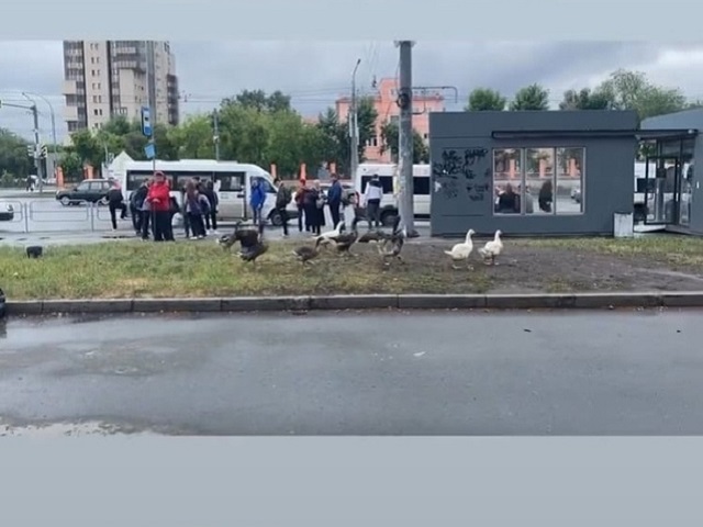 Челябинцы сняли на видео стаю гуляющих по центру города гусей