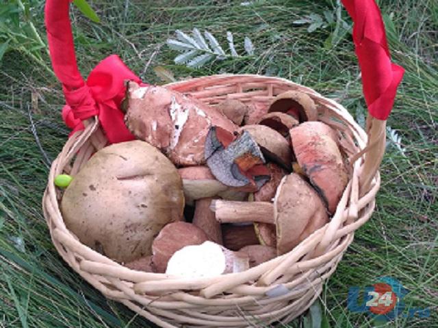 Что приготовить из грибов: подборка вкусных осенних блюд