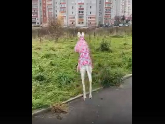 Собака в розовом костюме, скачущая по поляне, рассмешила пользователей Сети