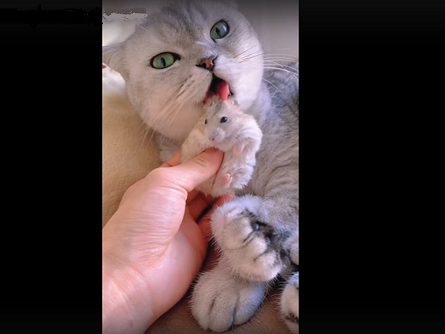 Дружба кота с хомяком умилила пользователей Интернета 