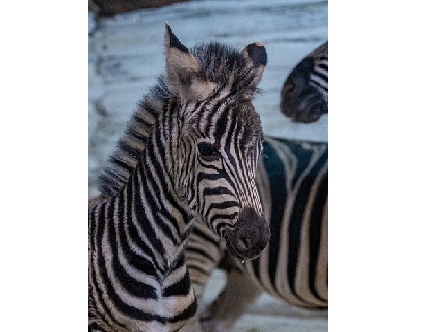 В челябинском зоопарке родилась «пушистая» зебра