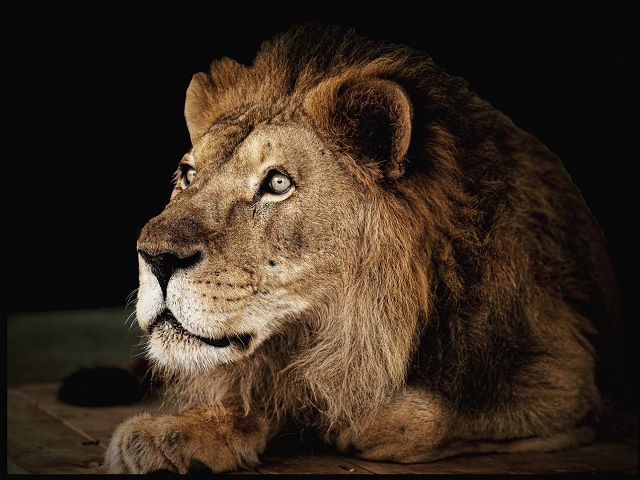 В челябинском зоопарке умер лев Ричард