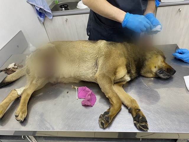 В Челябинской области нашли живодера, облившего собаку кислотой