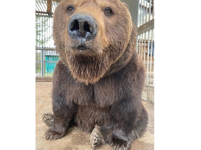 Медведь Малыш, живший у придорожного кафе на трассе, переехал в челябинский зоопарк