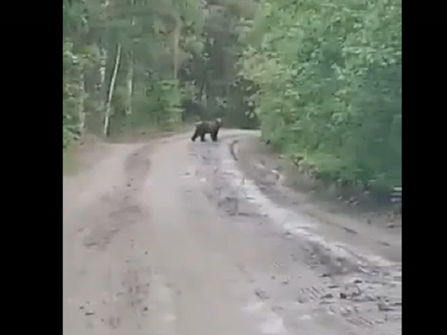 В Челябинской области около детского лагеря разгуливает медведь 