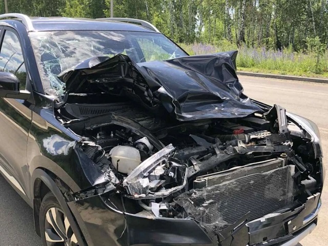 В Челябинской области автомобилистка насмерть сбила лося