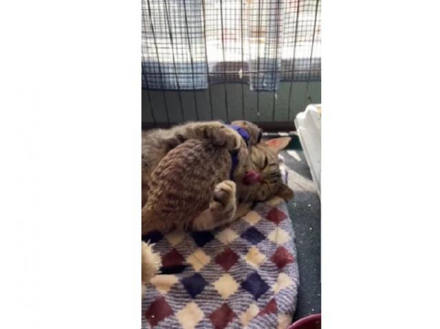 В челябинском приюте для животных кошка усыновила суриката