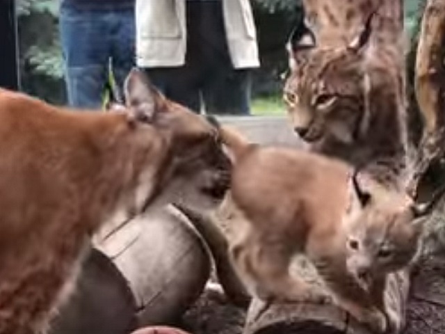 В челябинском зоопарке воссоединилась семья рысей 
