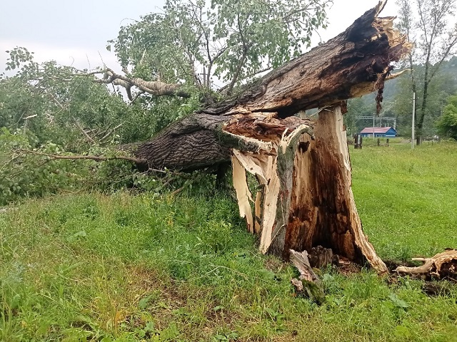 В Ашинском районе ураган повалил деревья и снес крыши 
