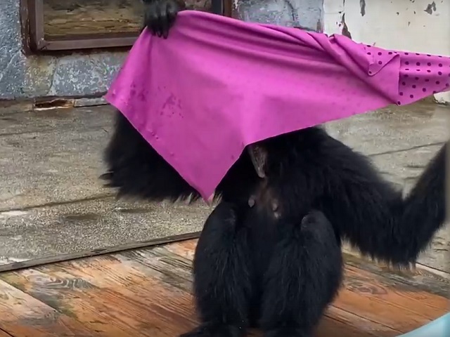 Зачем стирать, когда можно поиграть: обезьяны из челябинского зоопарка рассмешили пользователей Сети 