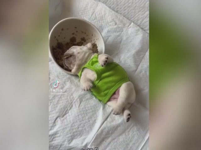 Уснувший в миске с едой щенок, умилил пользователей Сети