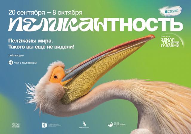 Международная интерактивная выставка «Пеликантность. Пеликаны мира» открывается в Челябинске