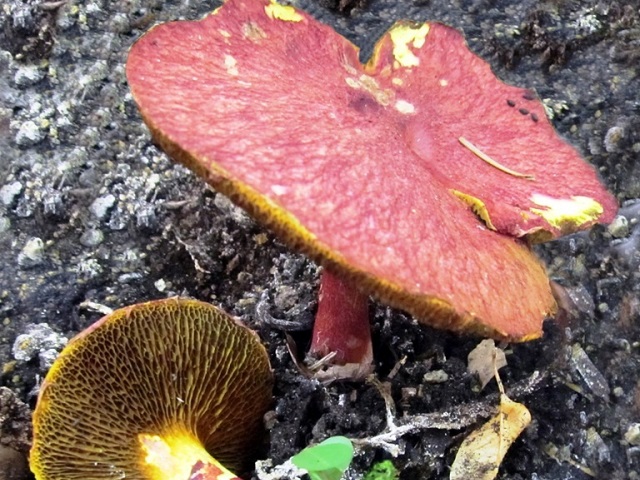 На Таганае нашли один из самых редких в мире грибов