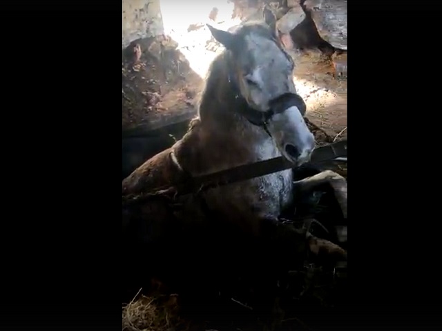 На Южном Урале спасатели вытащили лошадь, провалившуюся в погреб 