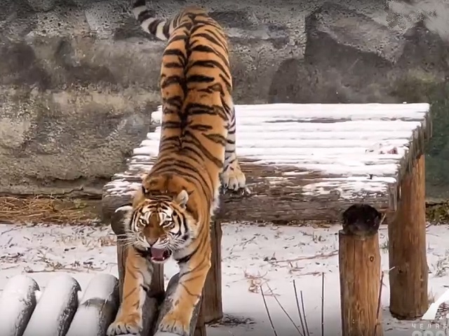 Тигрица из челябинского зоопарка покорила южноуральцев своей грациозностью 