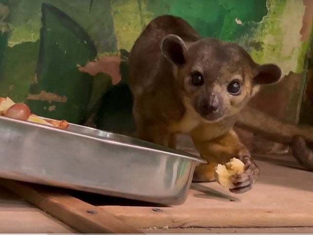 Медовый мишка из челябинского зоопарка умилил южноуральцев 