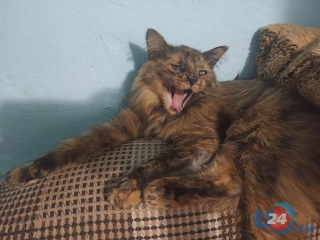 Еще один домашний кот погиб от бешенства в Челябинске