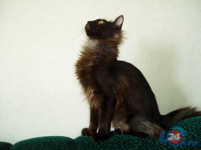 В Челябинске выберут самого черного кота
