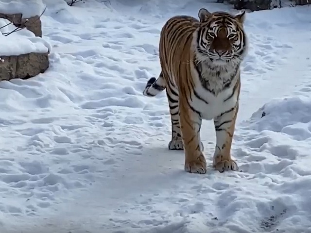 В душе неуклюжие котики: тигры из челябинского зоопарка восхитили южноуральцев