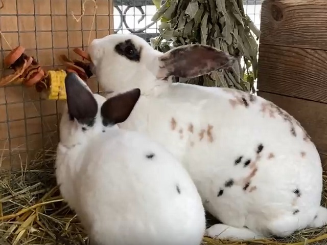 В челябинском зоопарке клетки кроликов украшают овощными гирляндами 