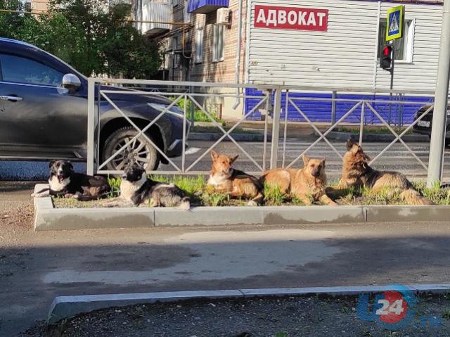 В Челябинской области появится третий госприют для бездомных животных