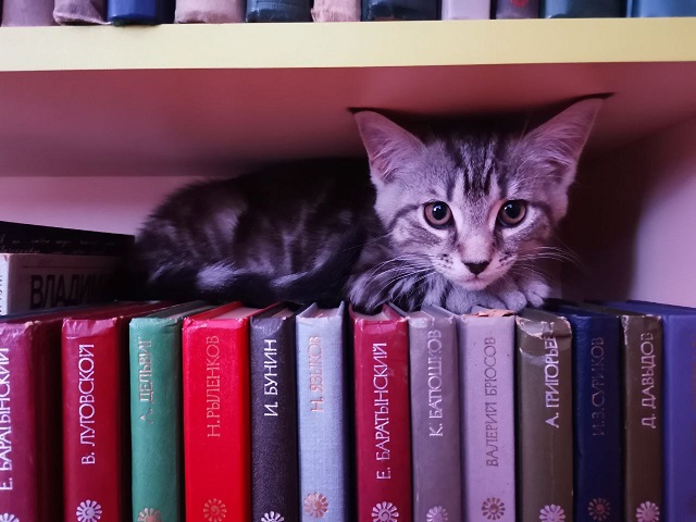 В библиотеке Бродокалмака на работу приняли кота