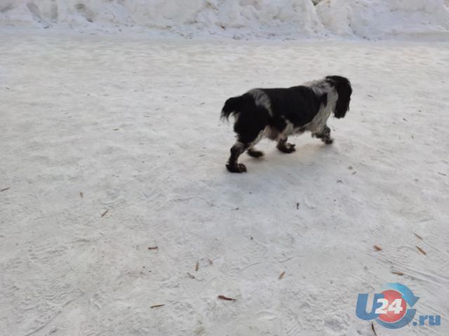 В Челябинской области от бешенства пали лиса и домашний пес