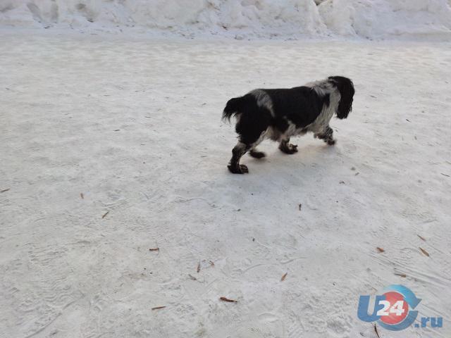 В Челябинской области бродячие собаки напали на подростка