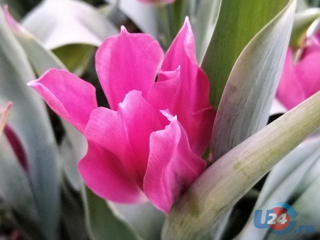 В Челябинской области расцветают тюльпаны и гусиный лук