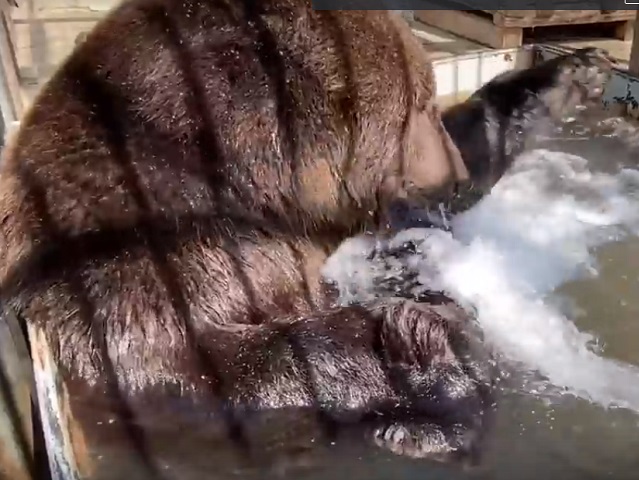 Водные процедуры медведя в челябинском зоопарке попали на видео