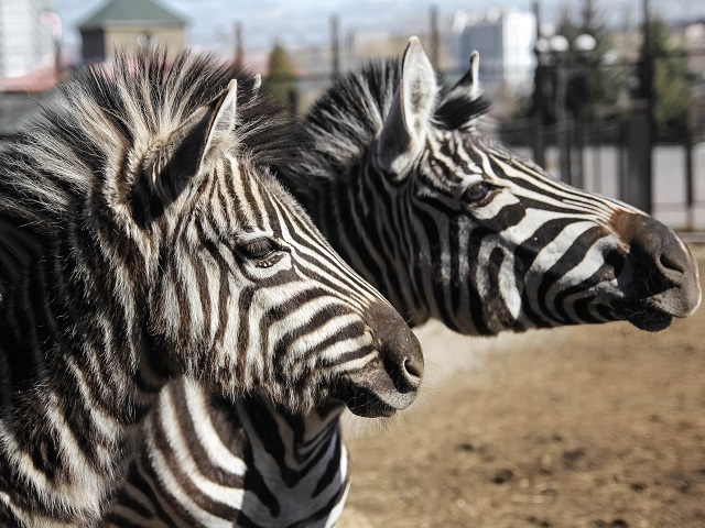 Челябинский зоопарк перейдет на летний режим работы