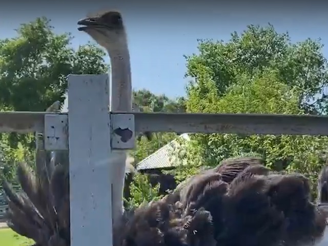 В челябинском зоопарке страус отпраздновала свои именины 