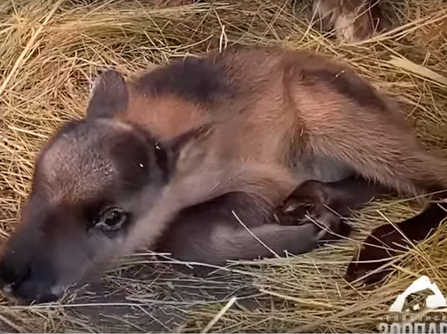 Еще один северный олененок родился в челябинском зоопарке