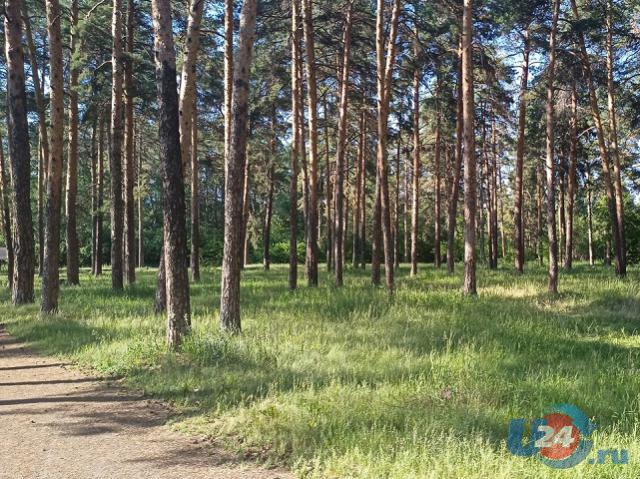 Женщина с ребенком заблудились в лесу недалеко от южноуральского санатория