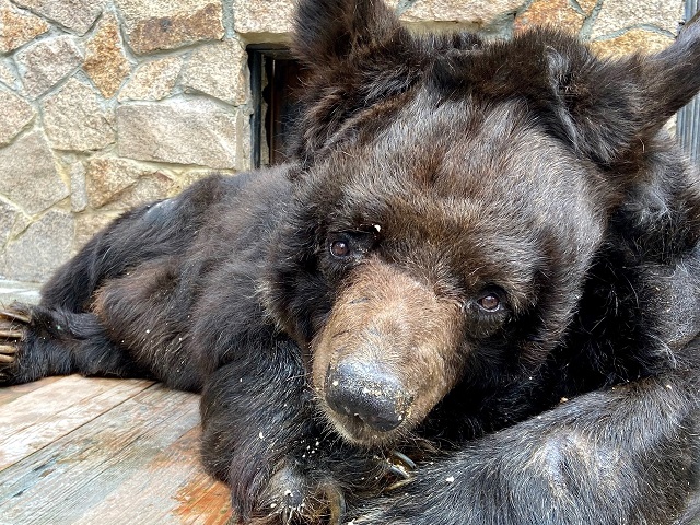 В Челябинском зоопарке на пенсию ушел гималайский медведь Харитон