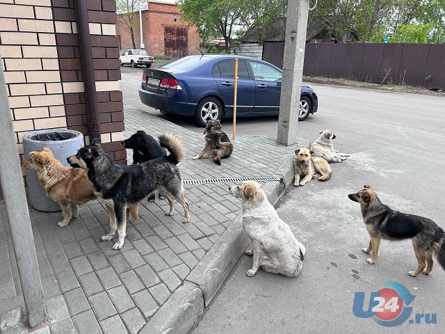 В Челябинской области с администрации взыскали компенсацию за покусанного бездомной собакой ребенка