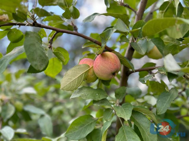 В Челябинске впервые пройдет фестиваль «Яблочный Спас»