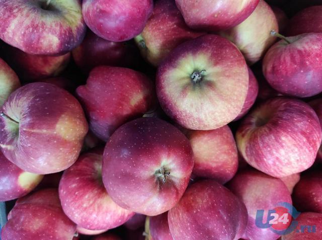 Без вмятин и пятен: в Роспотребнадзоре рассказали, как правильно выбрать яблоки