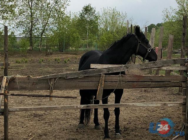 В Челябинской области испугавшаяся лошадь убила подростка