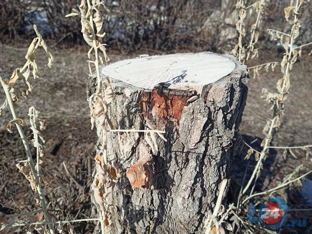 В Челябинской области женщину осудили за контрабанду древесины на 16 млн рублей