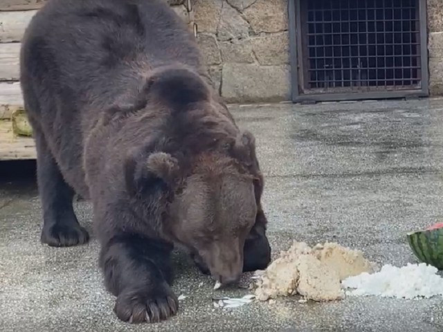 В челябинском зоопарке показали завтрак бурых медведей