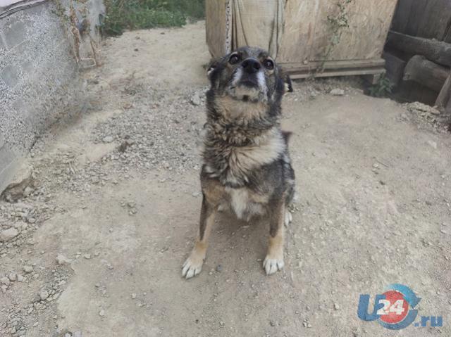 В Челябинской области хозяева собаки заплатят 100 тыс. рублей укушенному в лицо ребенку